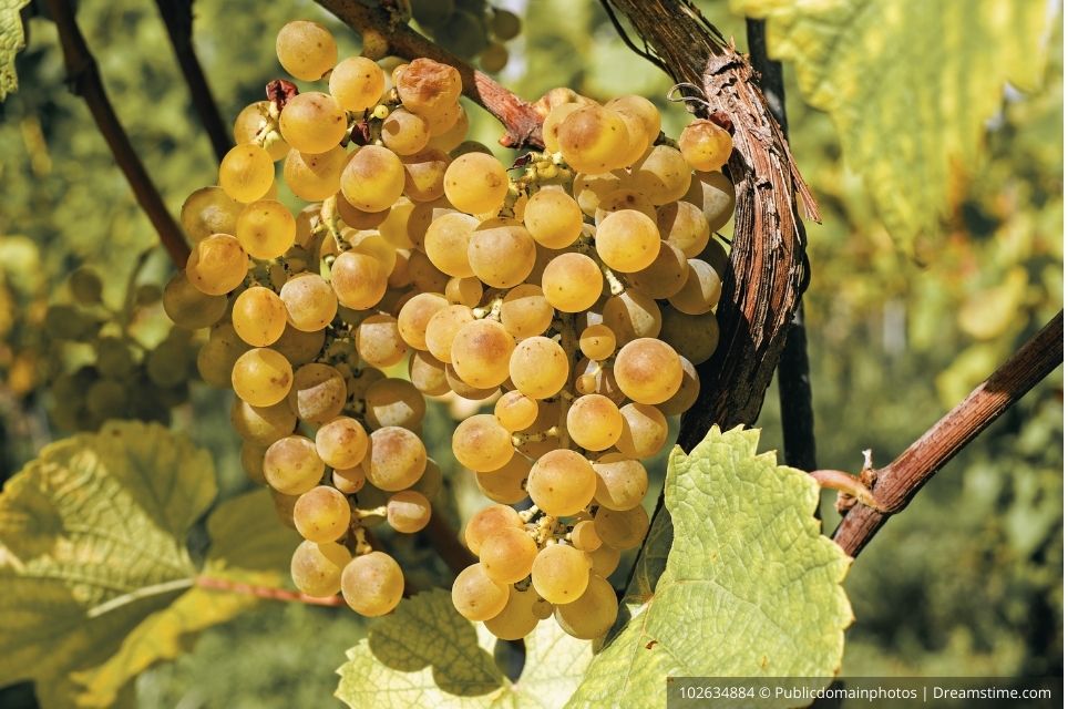 Chardonnay vs Sauvignon Blanc: Semelhanças e Diferenças