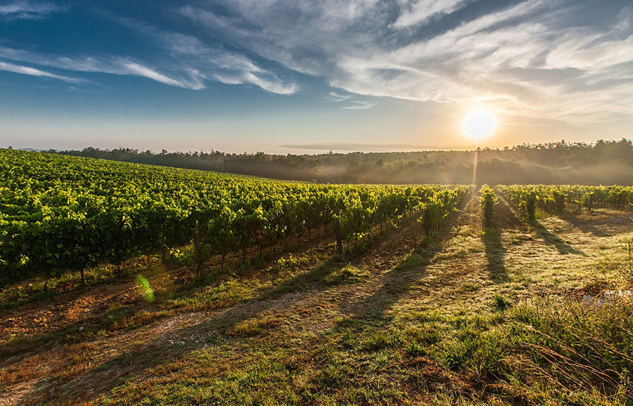 Mendoza: Uma Experiência para os Amantes de Vinhos