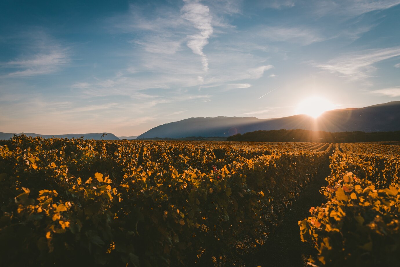 O Cenário do Vinho Mineiro