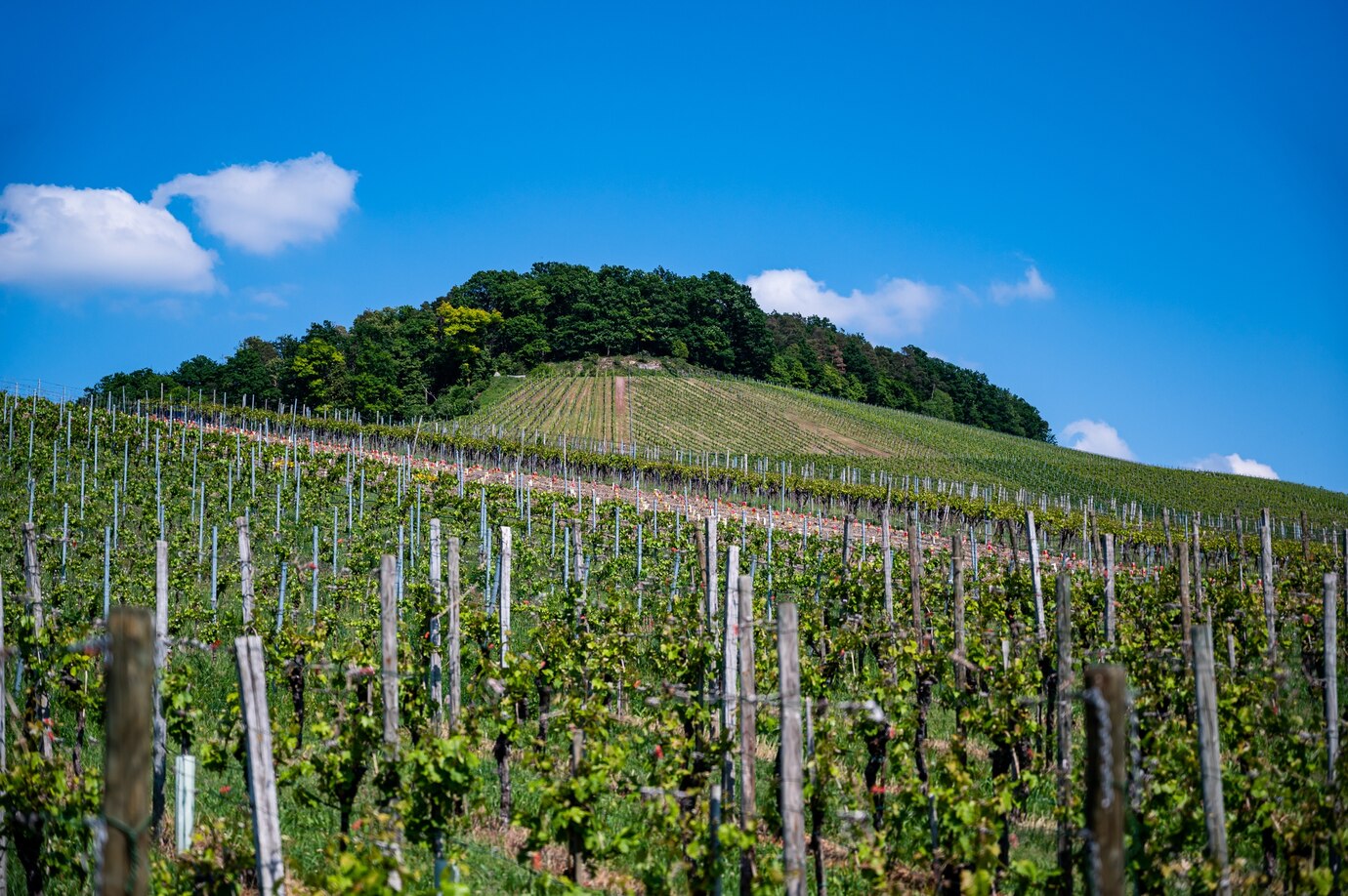 O Cenário dos Vinhos na Austrália em 2025