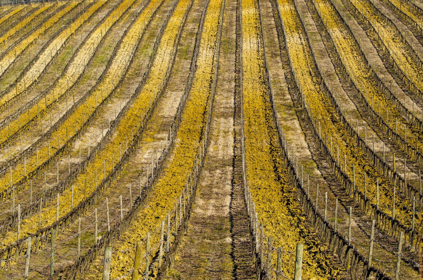 Região do Alentejo e a excelência de seus vinhos