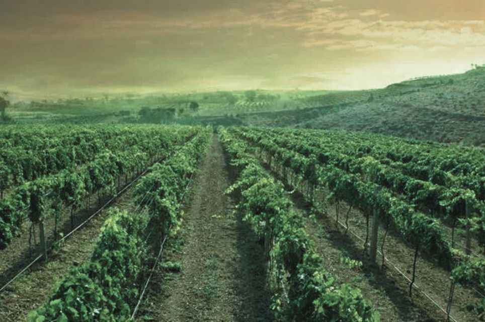 Terroir Argentino: O Cenário Atual do Vinho no País dos Nossos Hermanos